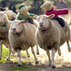 the-big-sheep